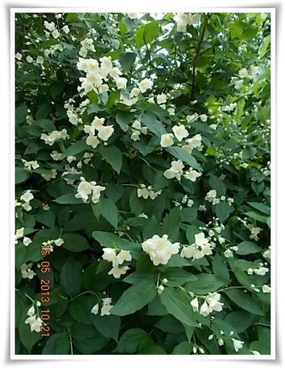 DSCN4343 - flori diverse 2013