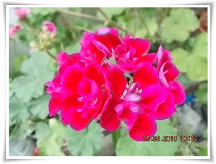 DSCN4346 - flori diverse 2013