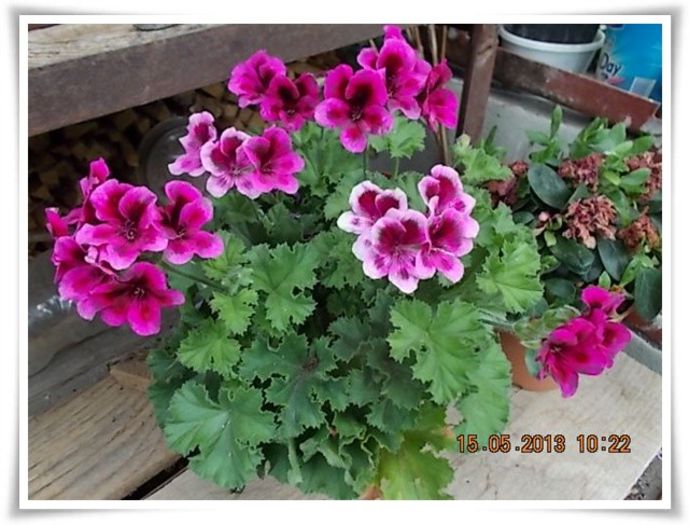 DSCN4348 - flori diverse 2013