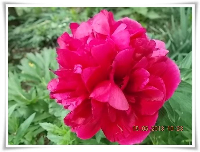 DSCN4350 - flori diverse 2013