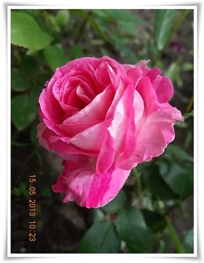 DSCN4352 - flori diverse 2013