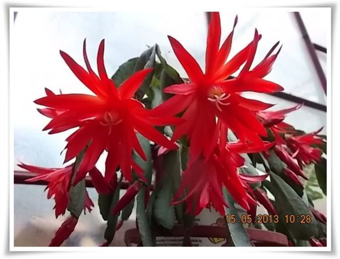 DSCN4353 - flori diverse 2013