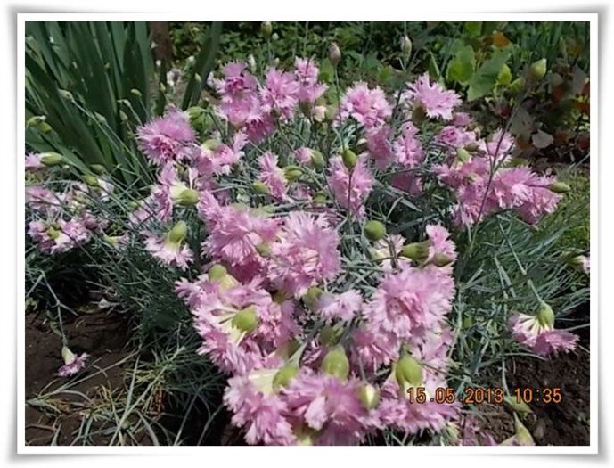 DSCN4356 - flori diverse 2013