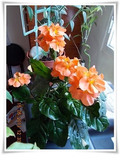 DSCN4437 - flori diverse 2013