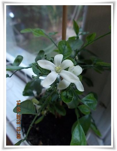 DSCN4338 - flori diverse 2013