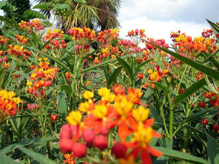 Asclepias curassavica