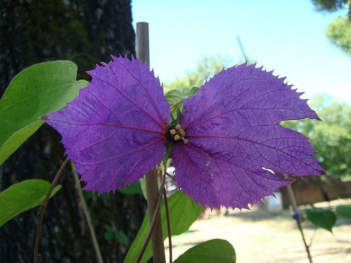 Dalechampia dioscoreifolia