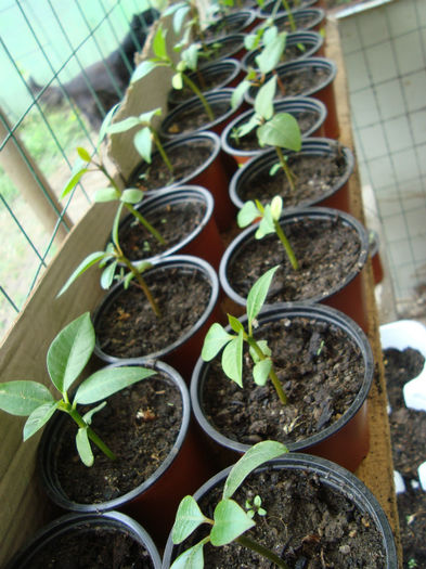 DSC08555 - adenium si plumeria 2013