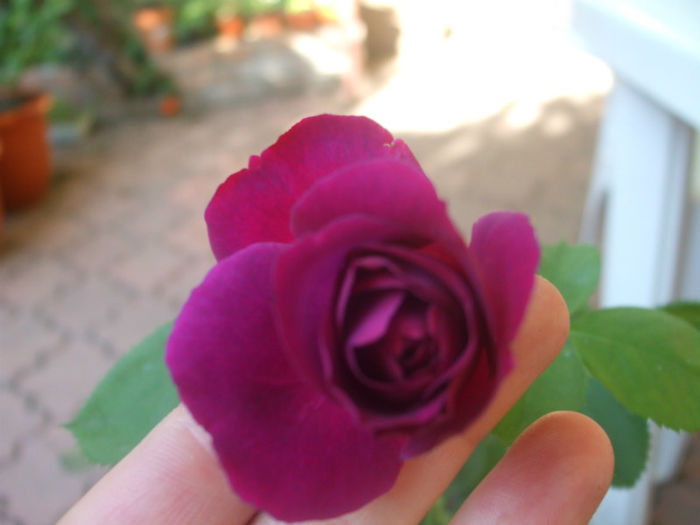 Parfum de rêve