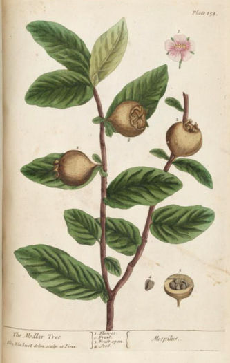 mosmon, nuspui-Mespilus germanica