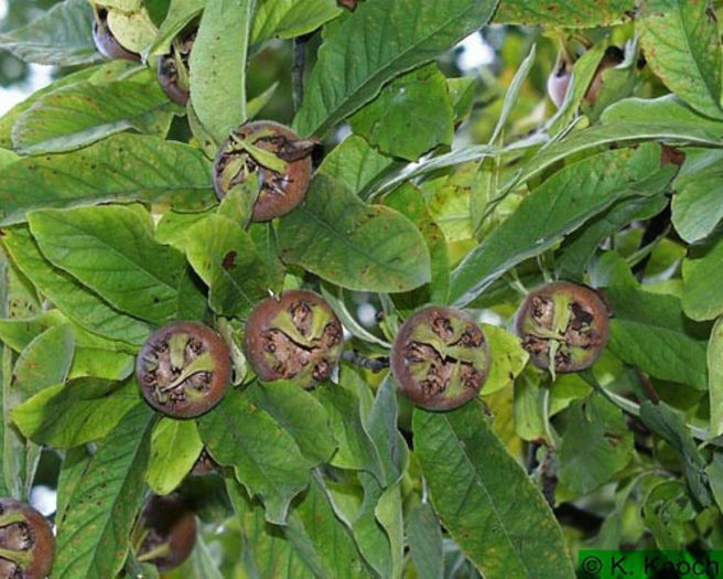 Mespilus germanica - Mosmon - Nuspui -Mespilus Germanica