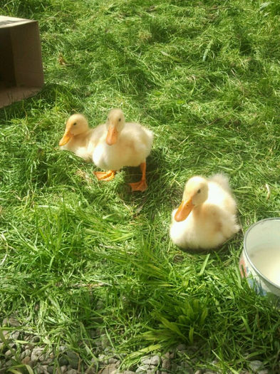 975455_518857148149933_1561322801_n