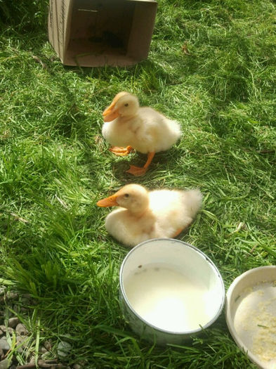 975185_518857548149893_1488586315_n