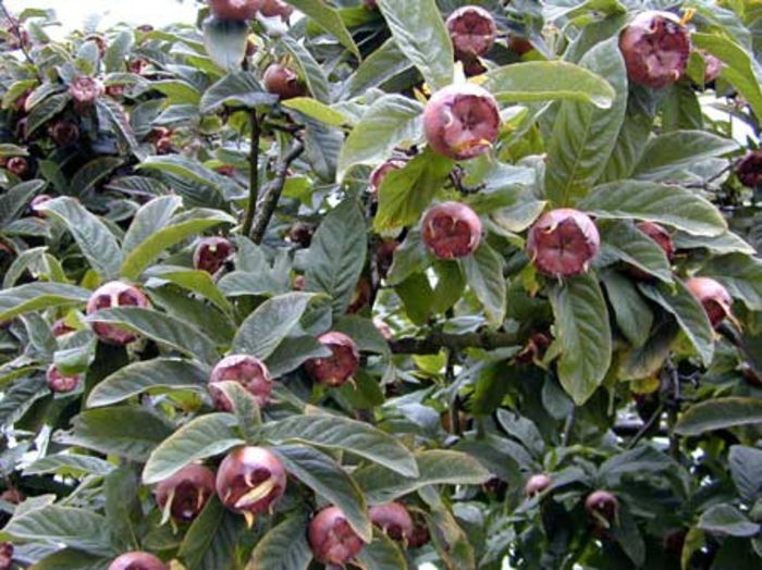 Mespilus-germanica,