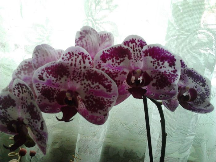 2013-05-12 15.25.16; sunt tot ale mamei mele
