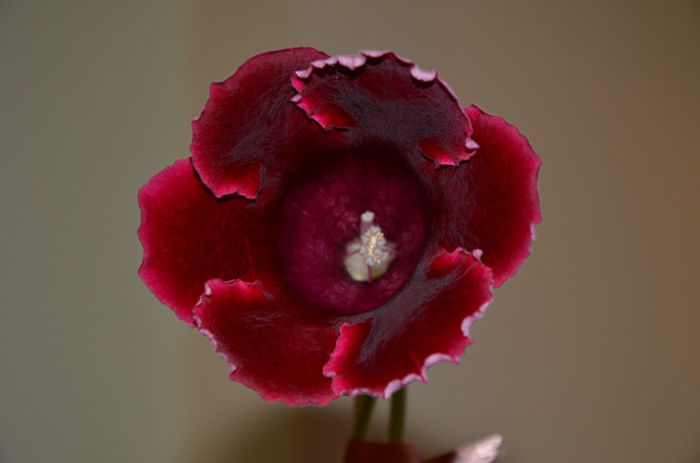 Etoil de Feu - Gloxinii 2013