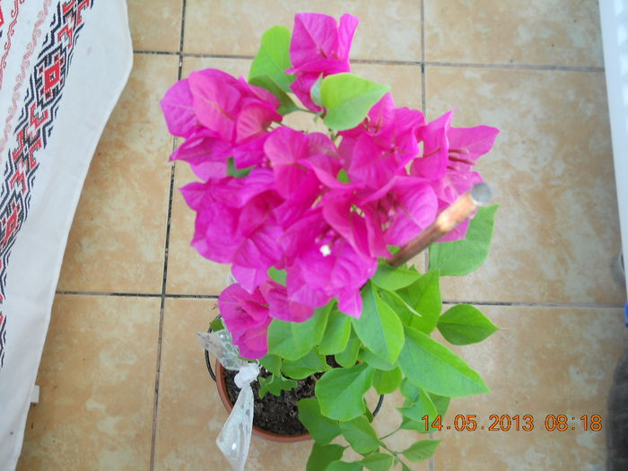 003 - BOUGAINVILLEA 2013