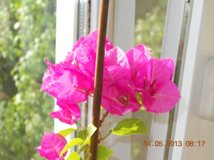 002 - MAI 2013