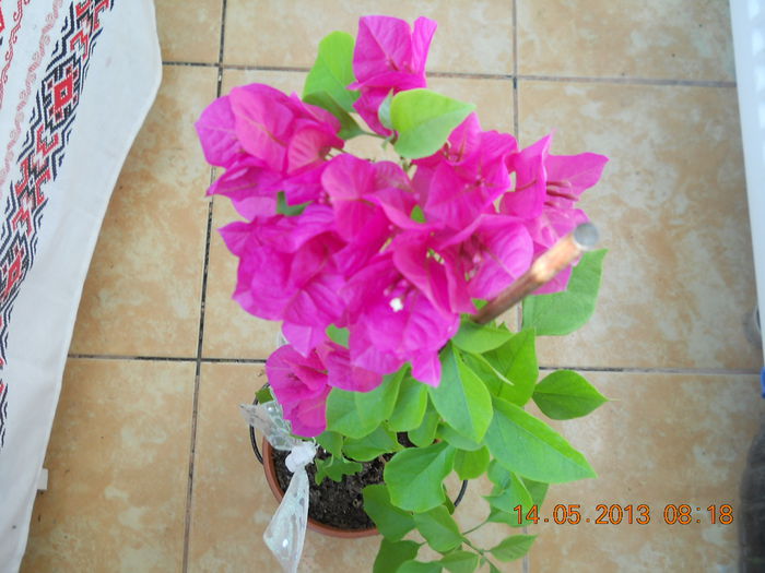 003 - MAI 2013