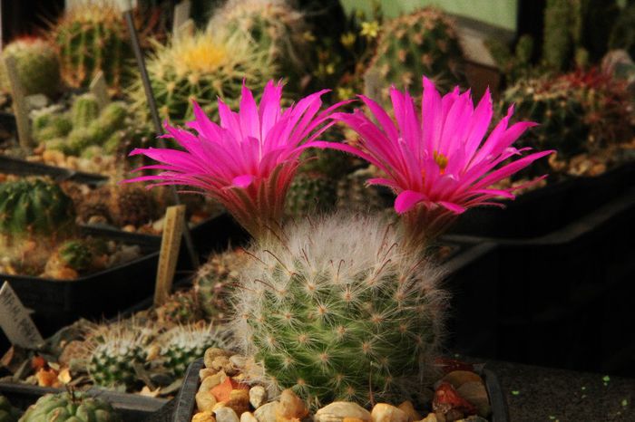 Mammillaria guelzowiana