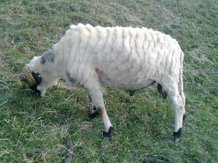 Fotografie2660 - 1BERBECII MEI