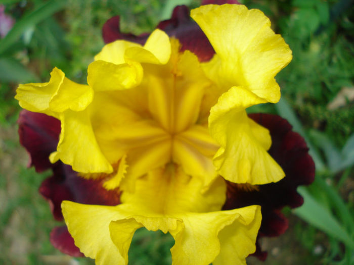 DSC05542 - Irisi 2013