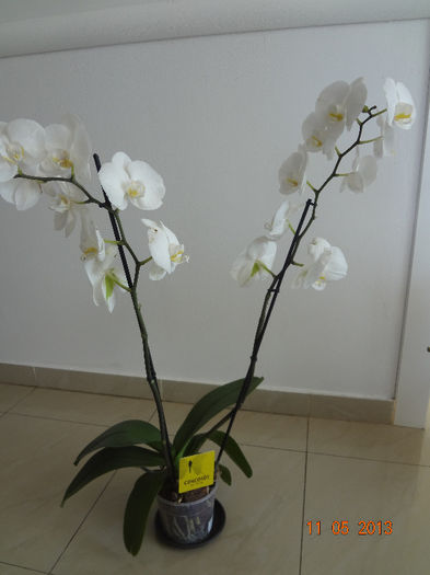 DSC03176 - orhidee