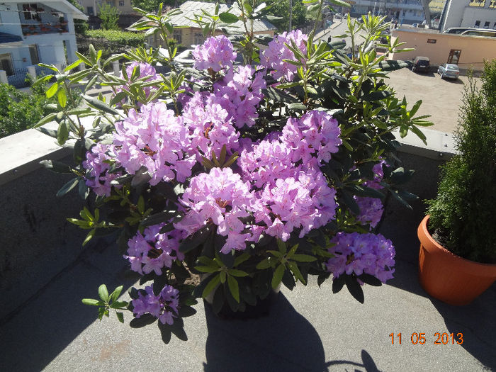 DSC03150 - rhododendron