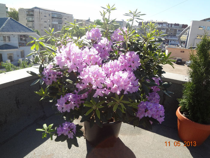 DSC03151 - rhododendron