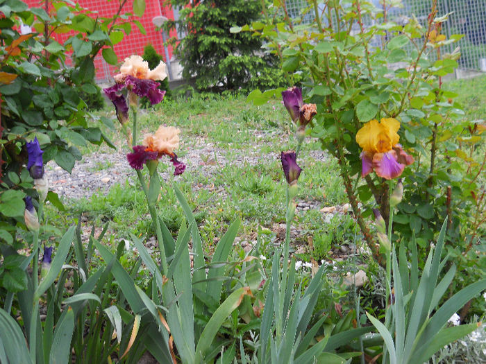 DSCN4603 - irisi 2013