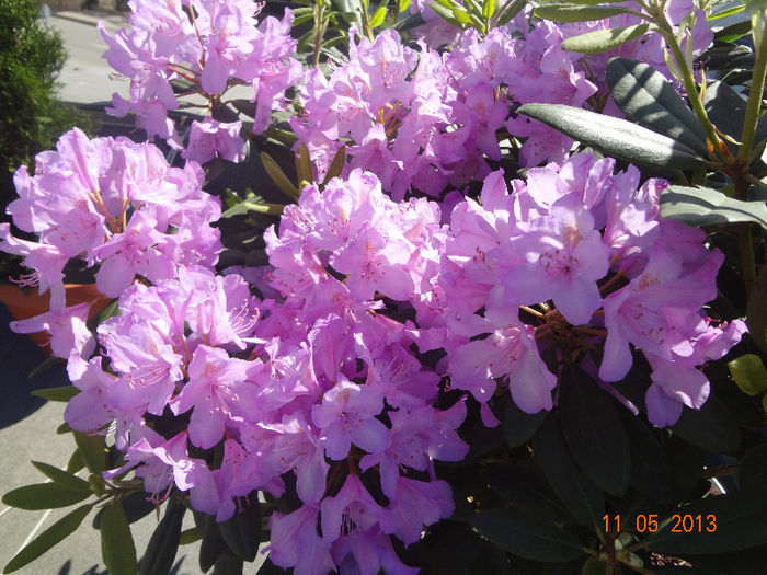 DSC03153 - rhododendron