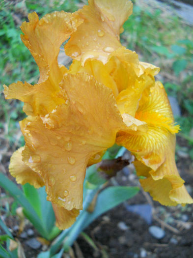 DSCN4614 - irisi 2013