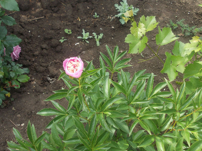 DSCN8696_4156 - Curtea si gradina