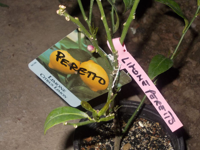 DSCN8731_4191 - Florile mele