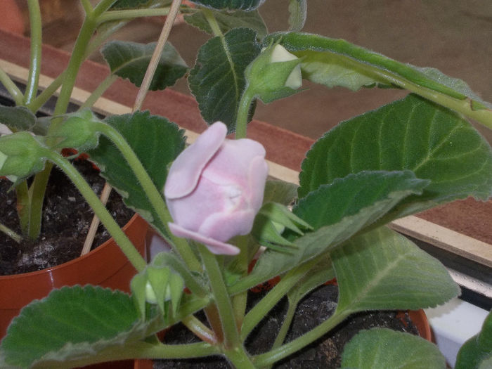 DSCN8653_4113 - Florile mele