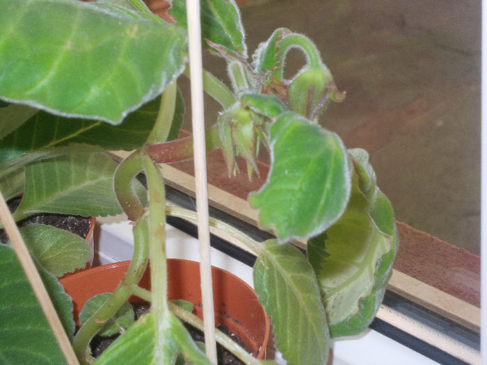 DSCN8654_4114 - Florile mele