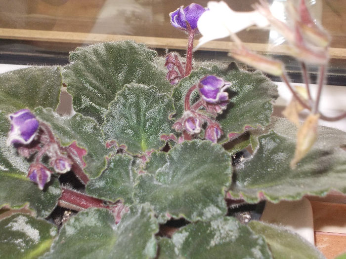 DSCN8656_4116 - Florile mele