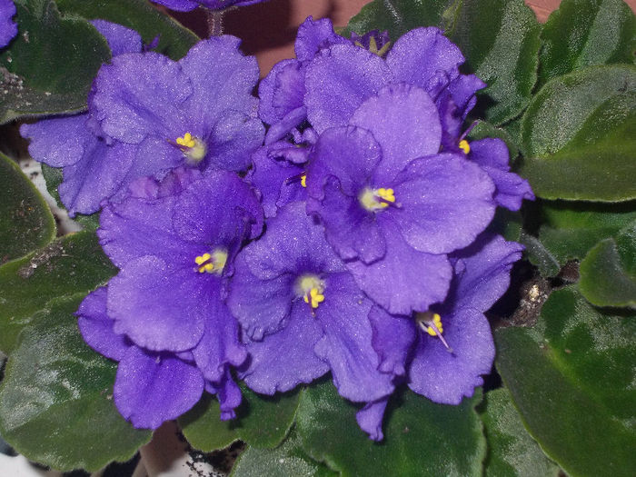 DSCN8657_4117 - Florile mele