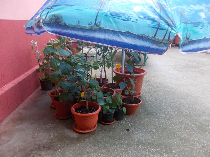 DSCN8663_4123 - Florile mele