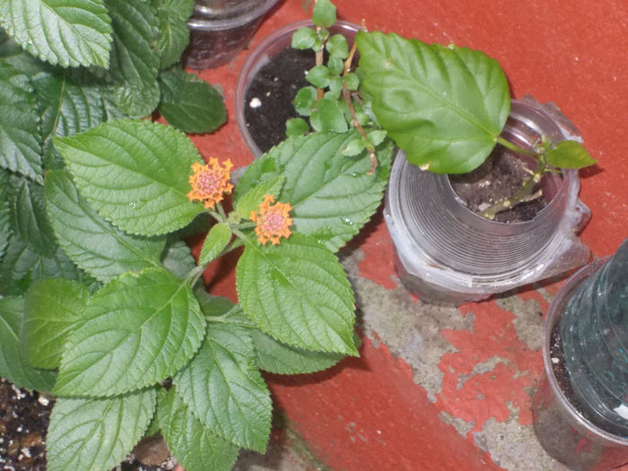 DSCN8666_4126 - Florile mele