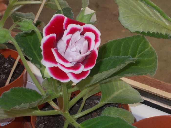 DSCN8672_4132 - Florile mele