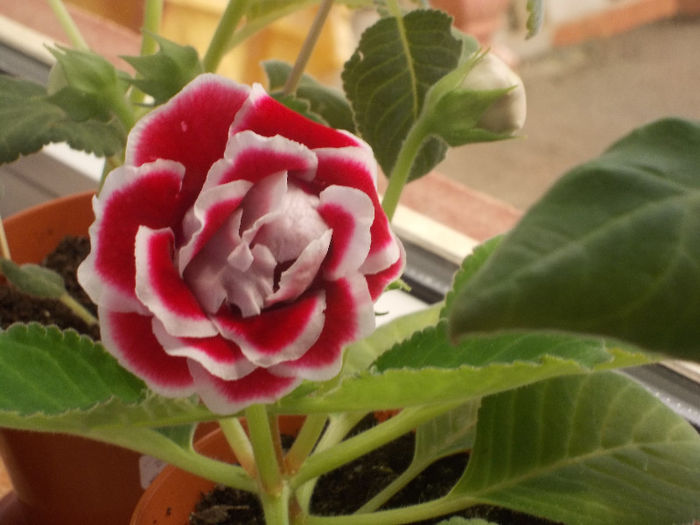 DSCN8677_4137 - Florile mele