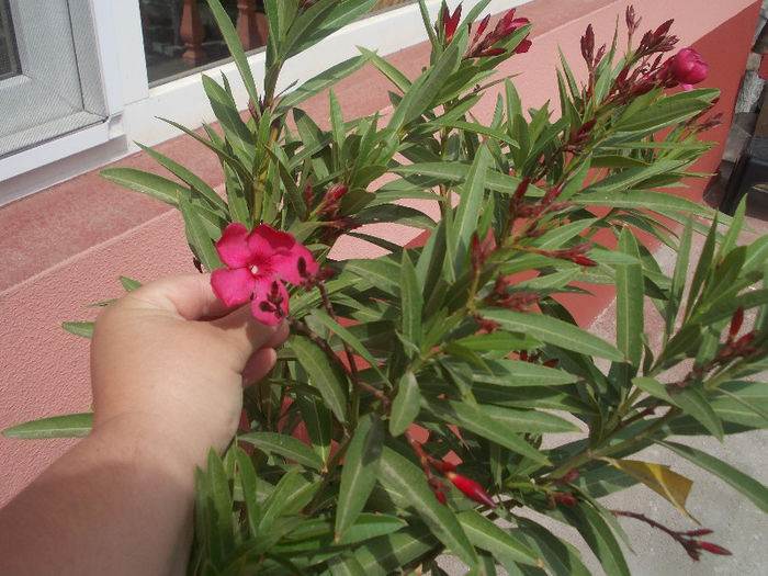 DSCN8679_4139 - Florile mele