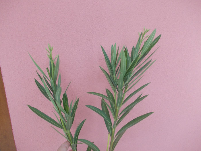 DSCN8681_4141 - Florile mele