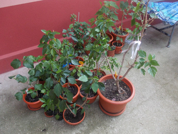 DSCN8702_4162 - Florile mele