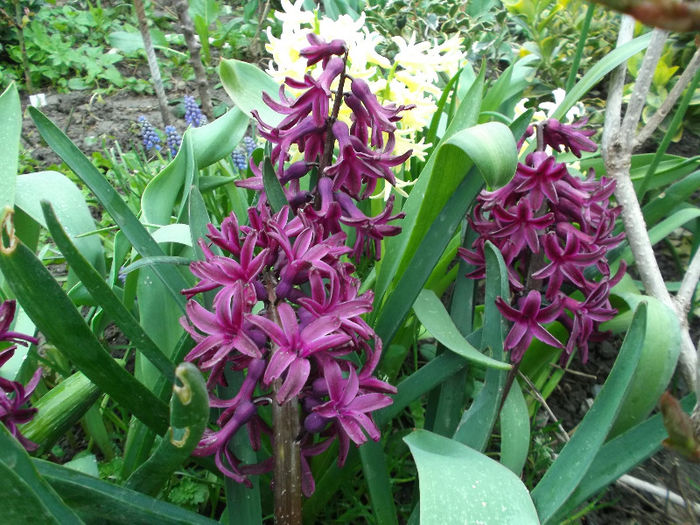 DSCF1796 - Gradina de flori 2013