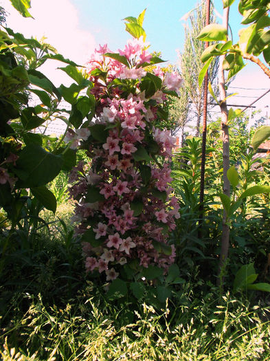 Weigela roz - Gradina de flori 2013