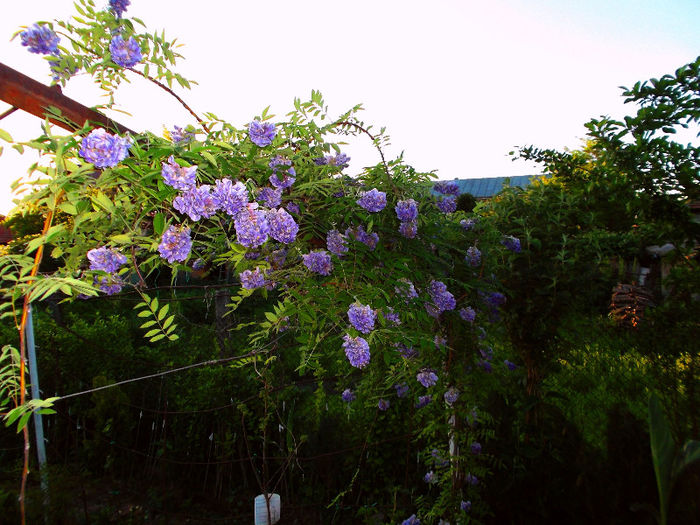 Wisteria Amethyst