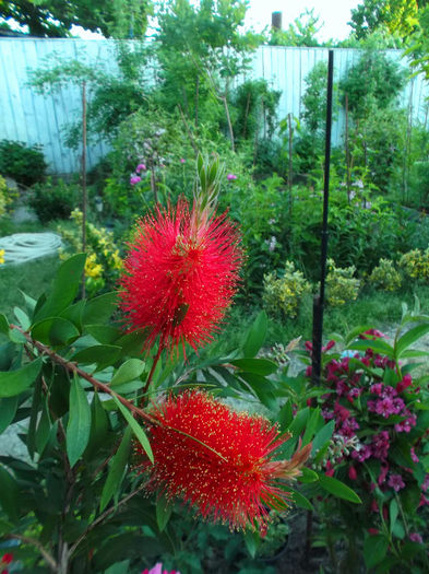 Callistemon citrinus - Gradina de flori 2013