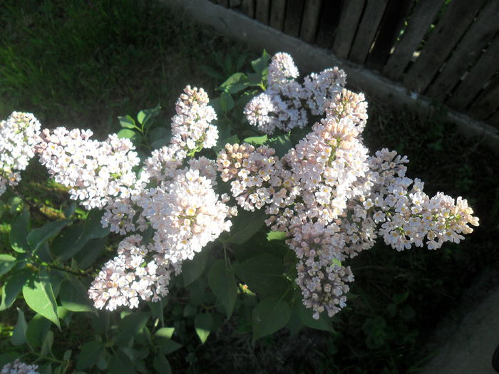liliac - diverse - flori de gradina 2013